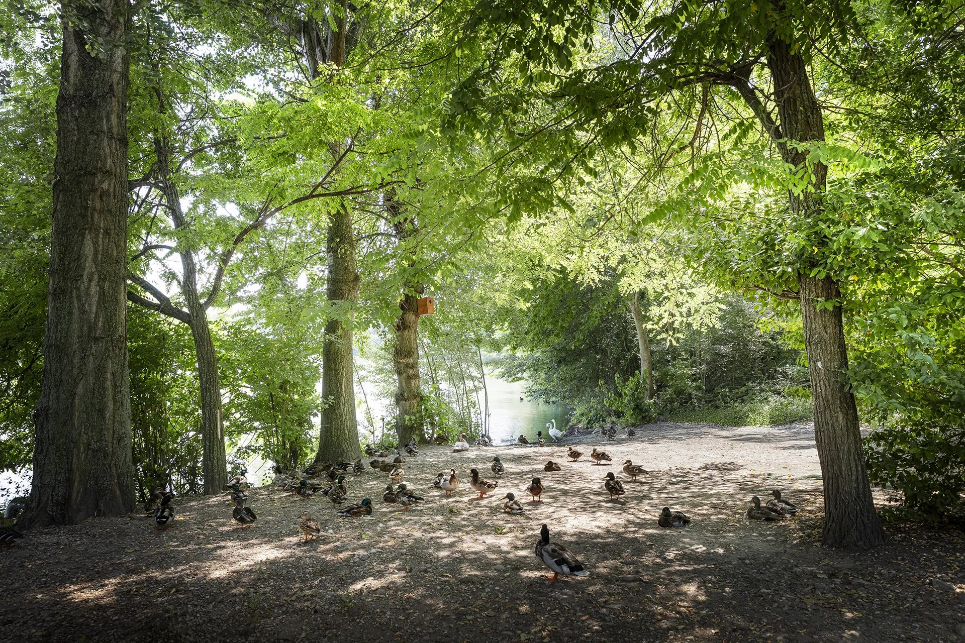 Il Parco dell'Adige e la ciclabile vicino a Corte Achillea, nella campagna veronese