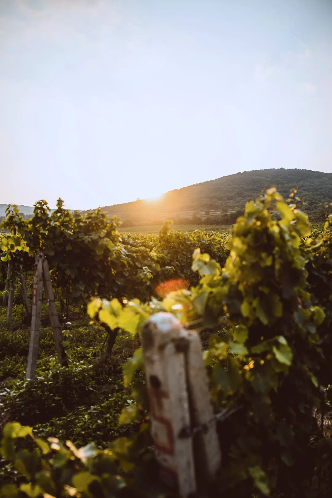 Le colline e i vigneti della Valpolicella nei dintorni di Corte Achillea, Verona